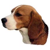 Klistermærke, Beagle