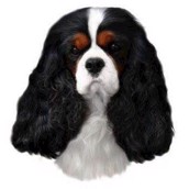 Klistermærke, Cavalier King Charles Spaniel