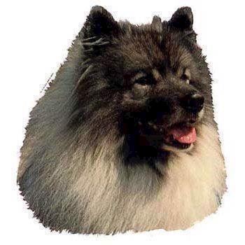 Klistermærke, Keeshond