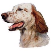 Klistermærke, Engelsk Setter