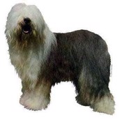 Klistermærke, Old English Sheepdog