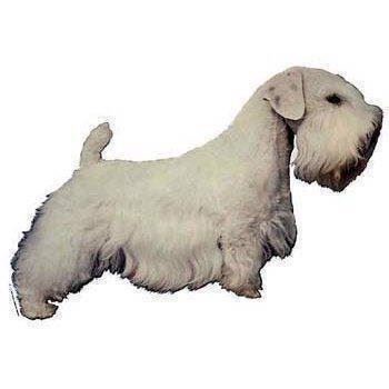 Klistermærke, Sealyham Terrier