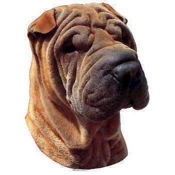 Shar pei best sale pris