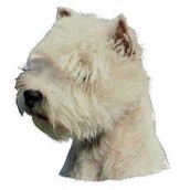 Klistermærke, West highland White Terrier