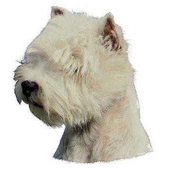 Klistermærke, West highland White Terrier thumbnail