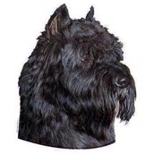 Klistermærke, Bouvier Des Flandres