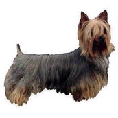 Klistermærke, Silke Terrier