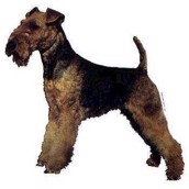 Klistermærke, Welsh Terrier