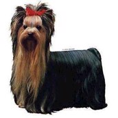 Klistermærke, Yorkshire Terrier