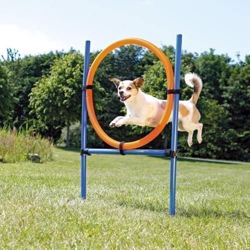 Agiliti ring - spring til agility sport