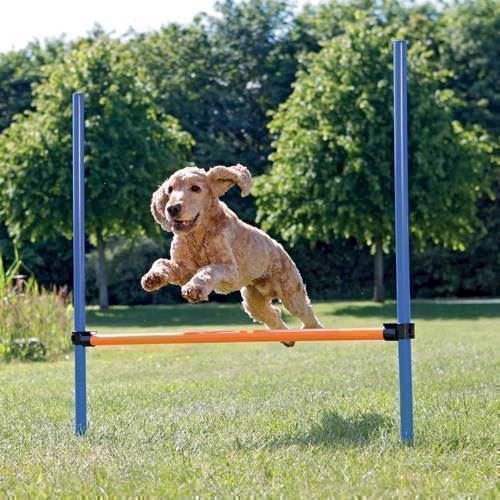 Agility spring til hunde thumbnail