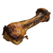 En kæmpe lårbensknogle fra hest