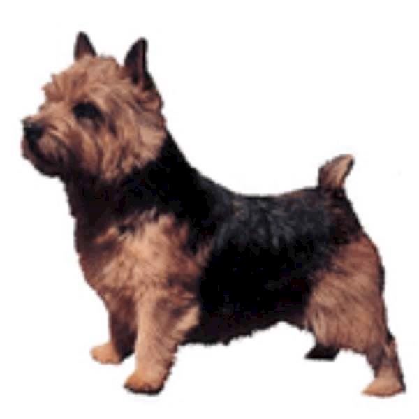 Klistermærke, Norwish Terrier, large