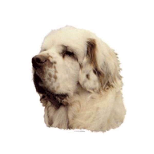 Billede af Klistermærke, Clumber Spaniel